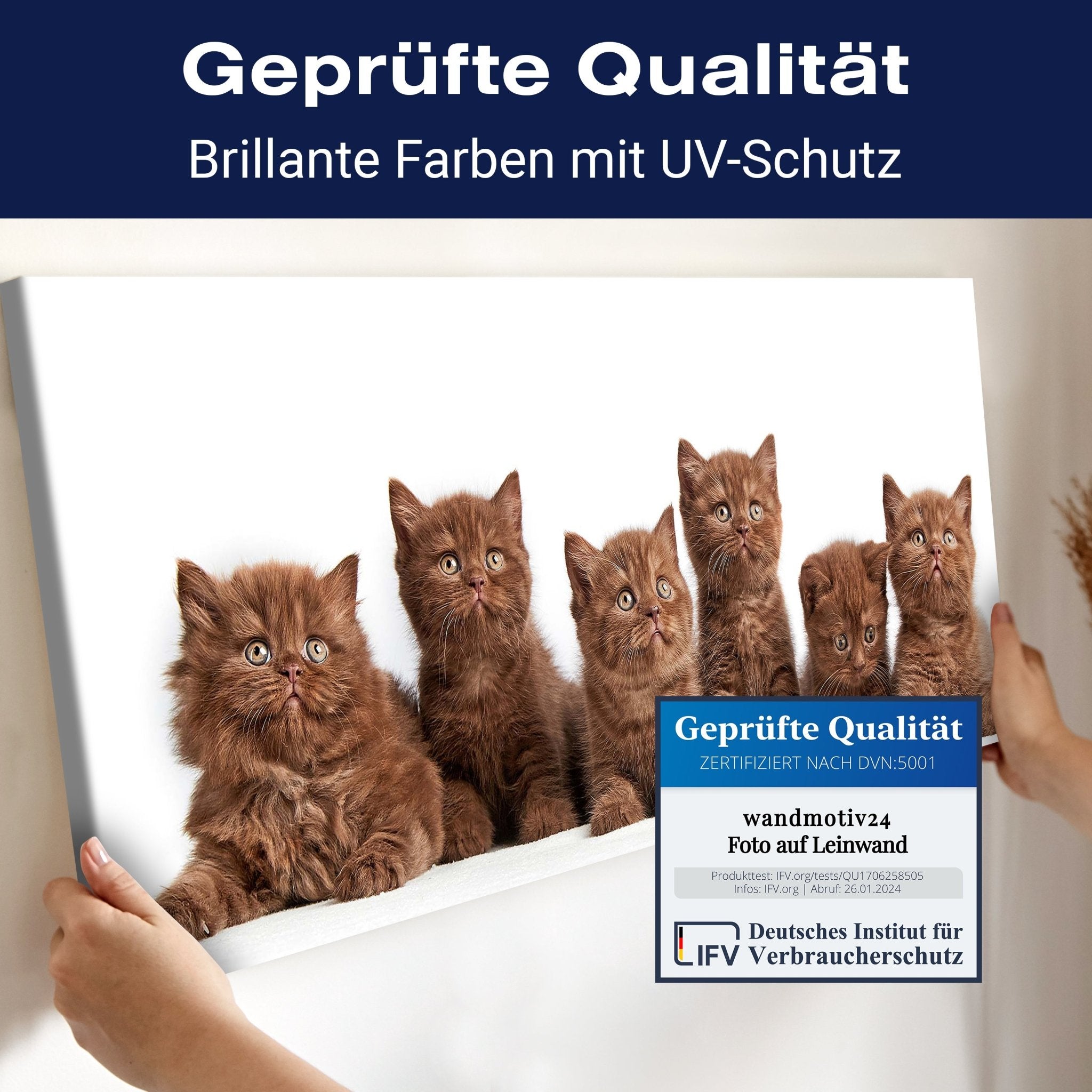 Leinwandbild Portrait von sechs braunen britischen Kätzchen M1022 kaufen - Bild 4