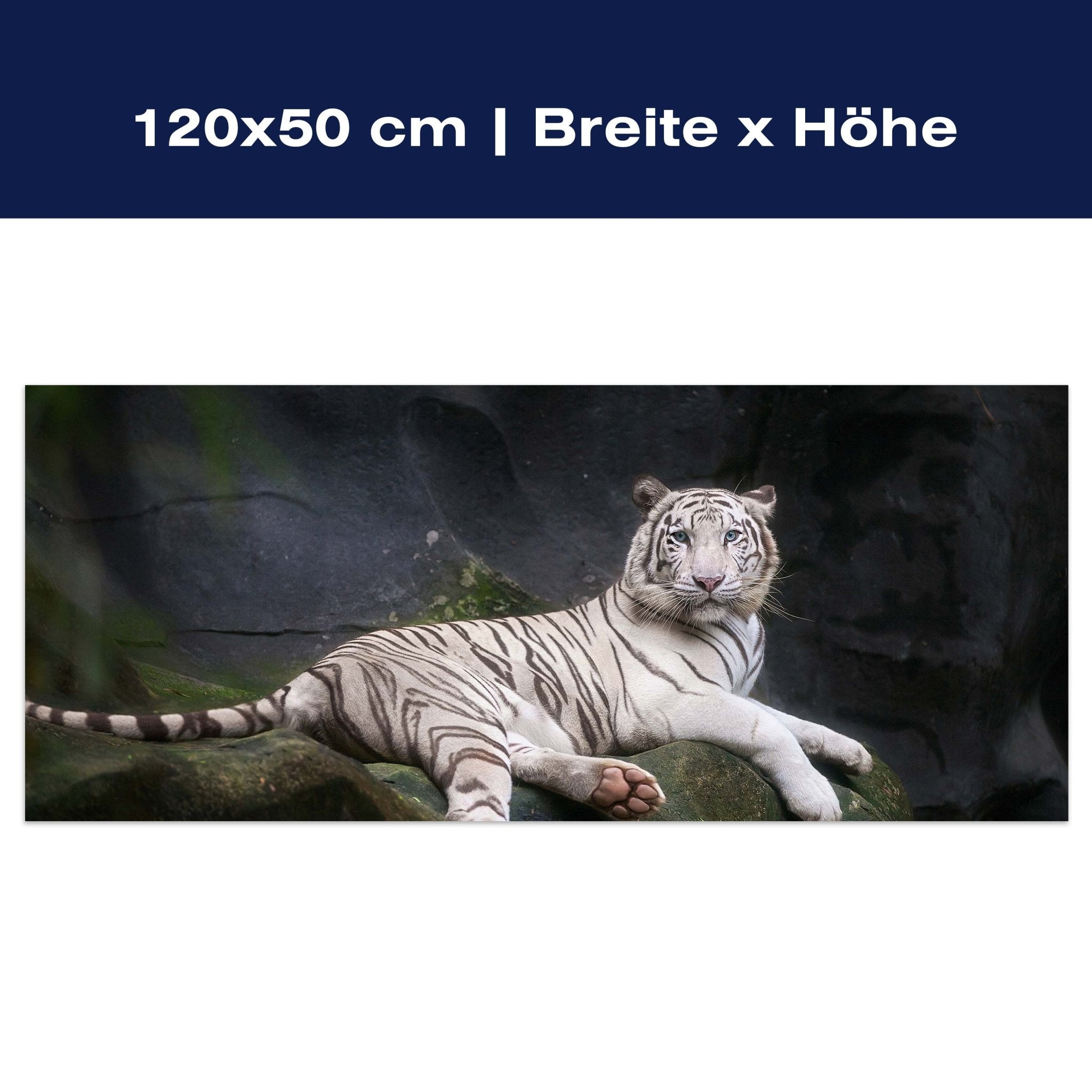 Leinwandbild Weißer Tiger sitzt in der Höhle M1027