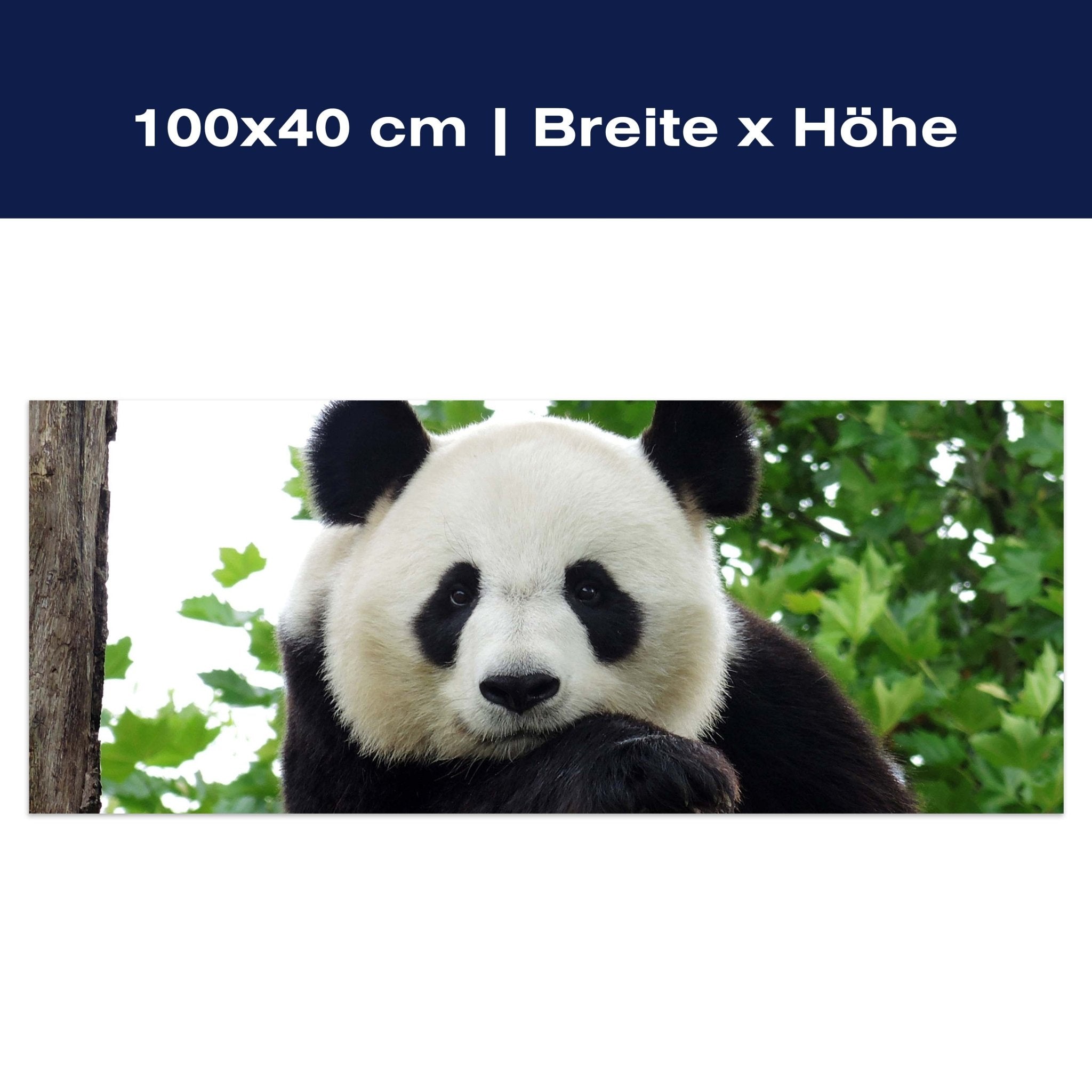 Leinwandbild Panda, Bär, Tier, schwarz, weiß M1111