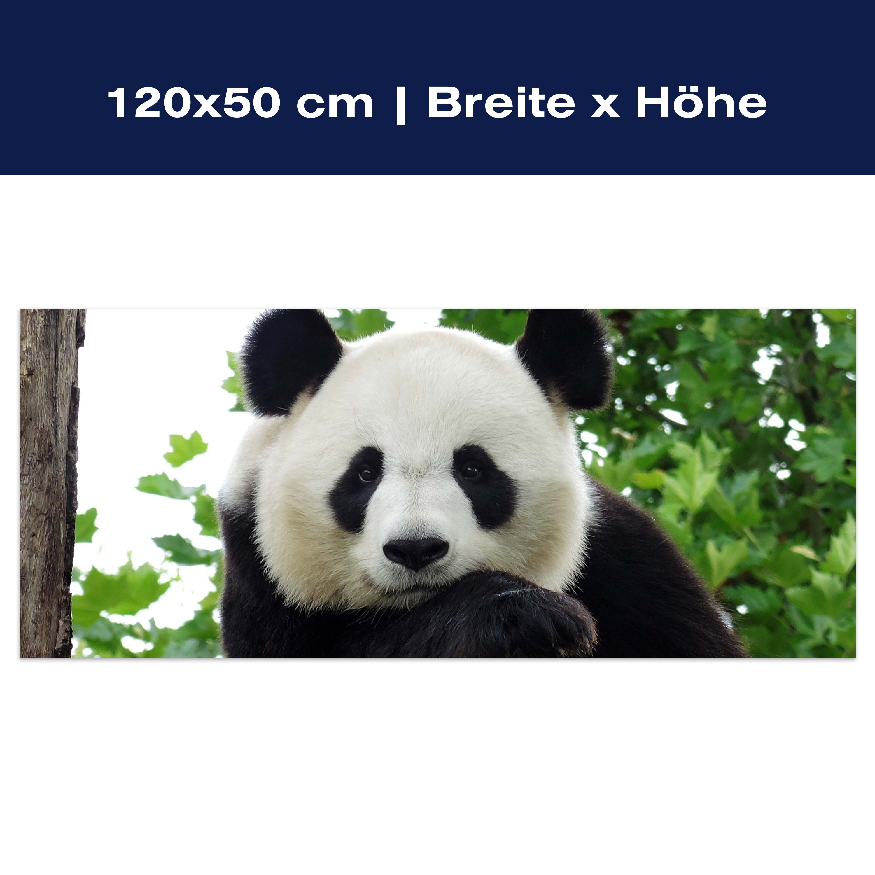 Leinwandbild Panda, Bär, Tier, schwarz, weiß M1111