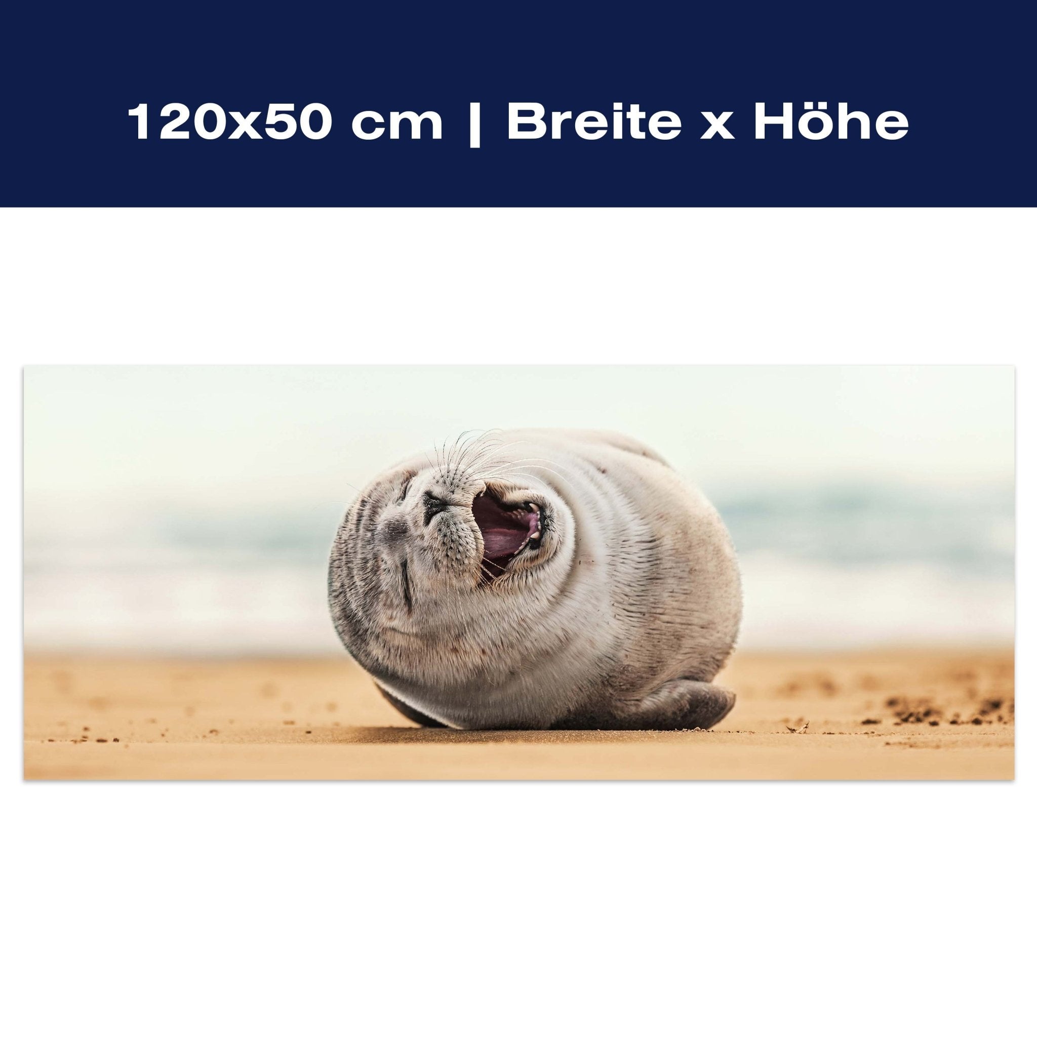 Leinwandbild Robbe, Seehund, Strand, Tier M1119