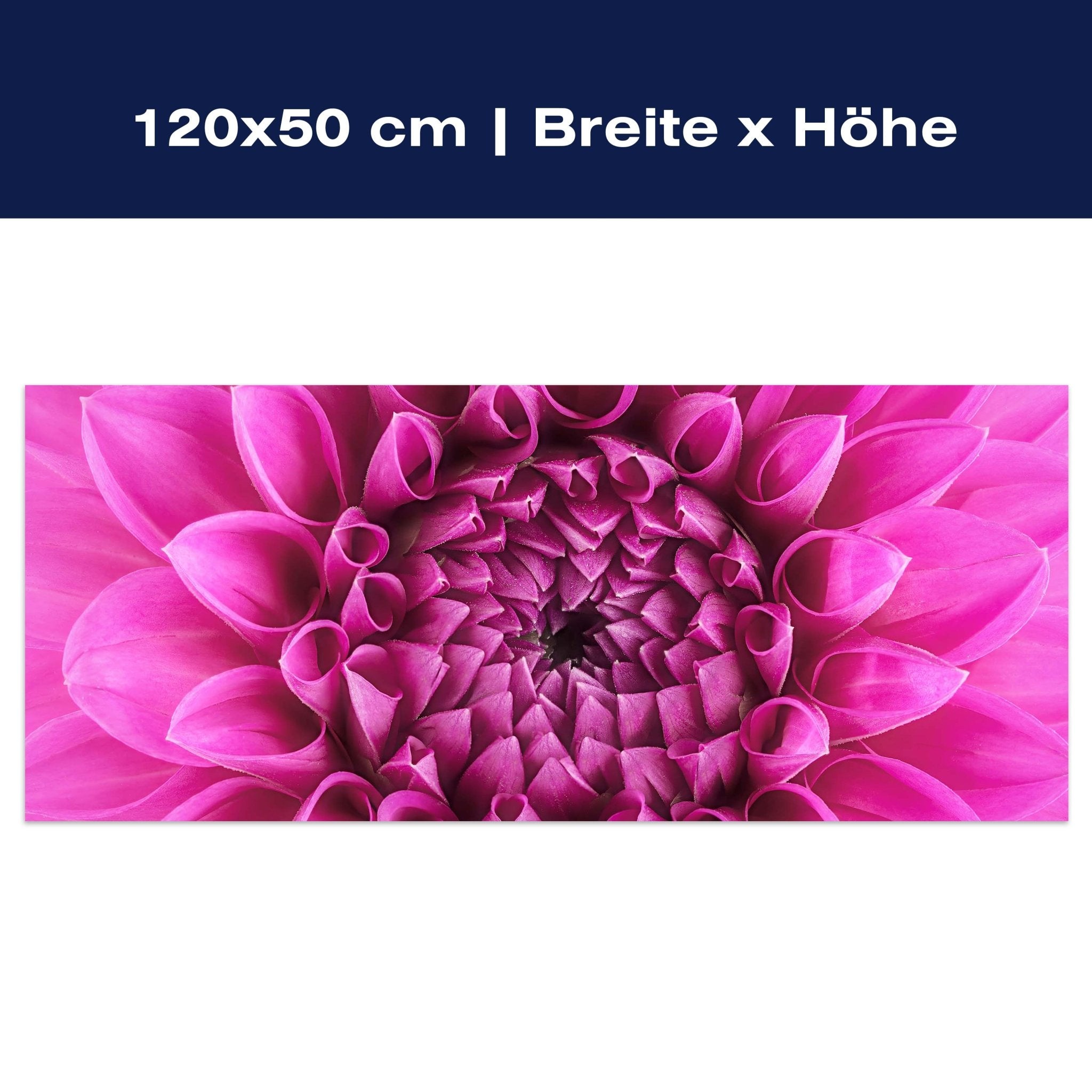 Leinwandbild Blume Blüte rosa Chrysantheme M1127