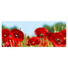 Leinwandbild Mohn Blüte Klatschmohn rot M1128