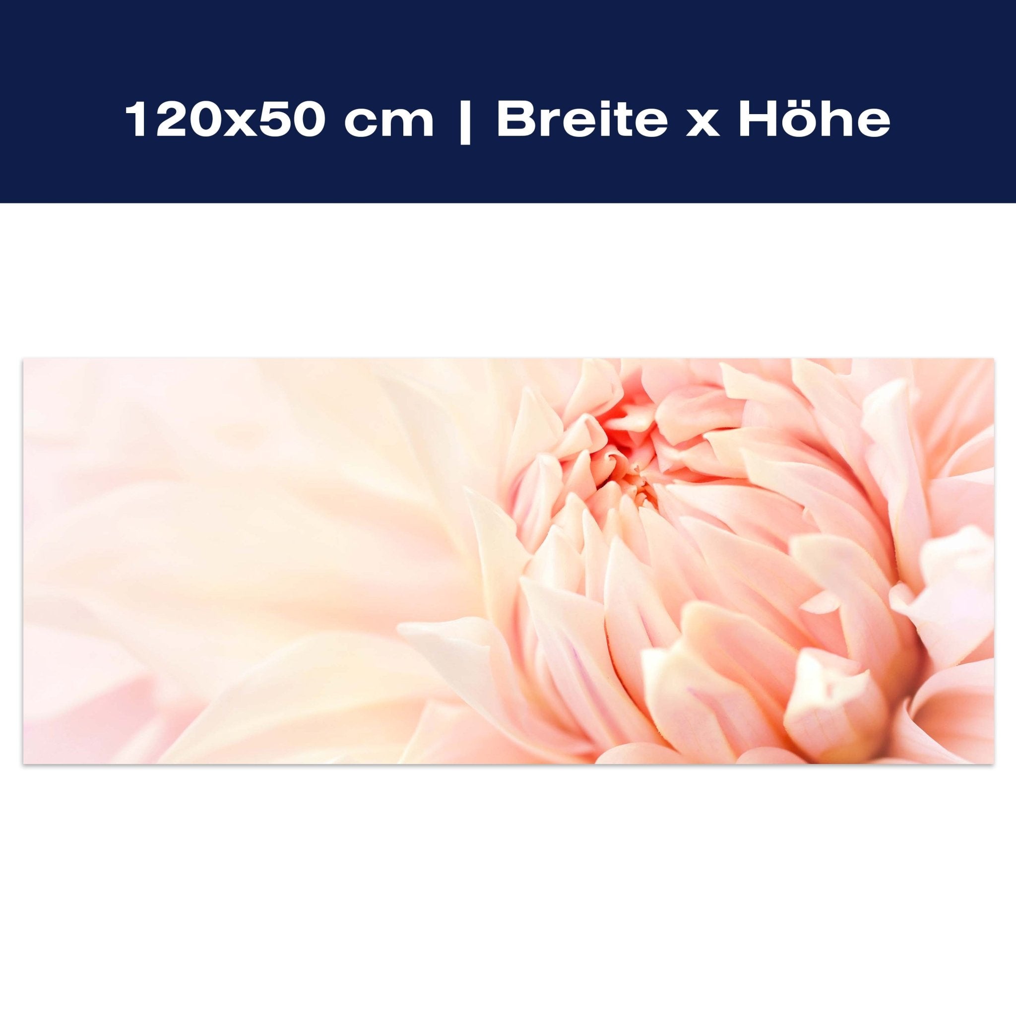 Leinwandbild Blume Blüte Dahlie rosa M1130