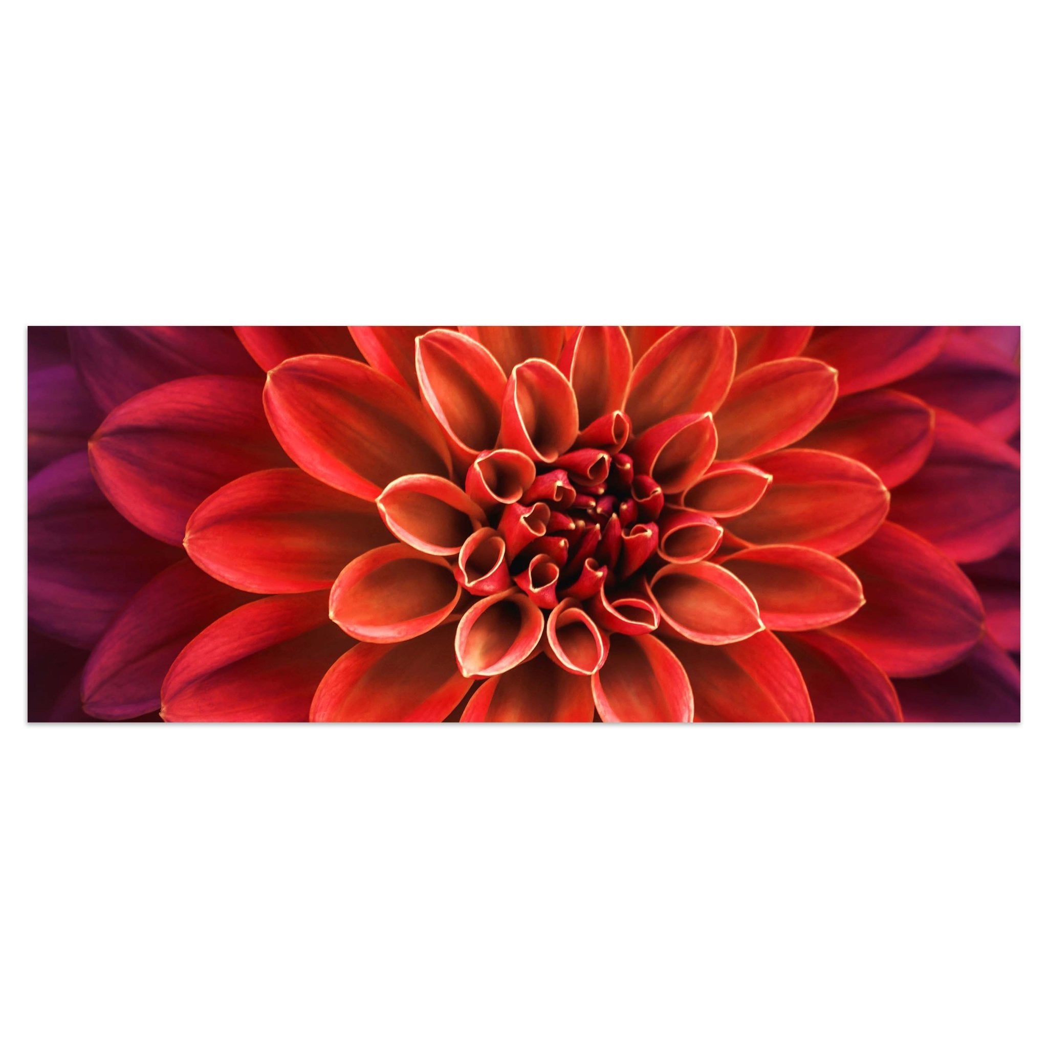 Leinwandbild Blüte Blume orange Dahlie violett M1133 kaufen - Bild 1