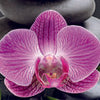 Küchenrückwand Bambus Steine Schwarz Orchidee Magenta M1185