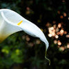 Küchenrückwand Calla Weiß grün Laub Wald Urwald Lotus M1239