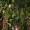 Türtapete Elefant unter Palmen, Tier, Palme, Wald M1343