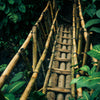 Türtapete Brücke aus Bambus, Dschungel, Urwald M1344