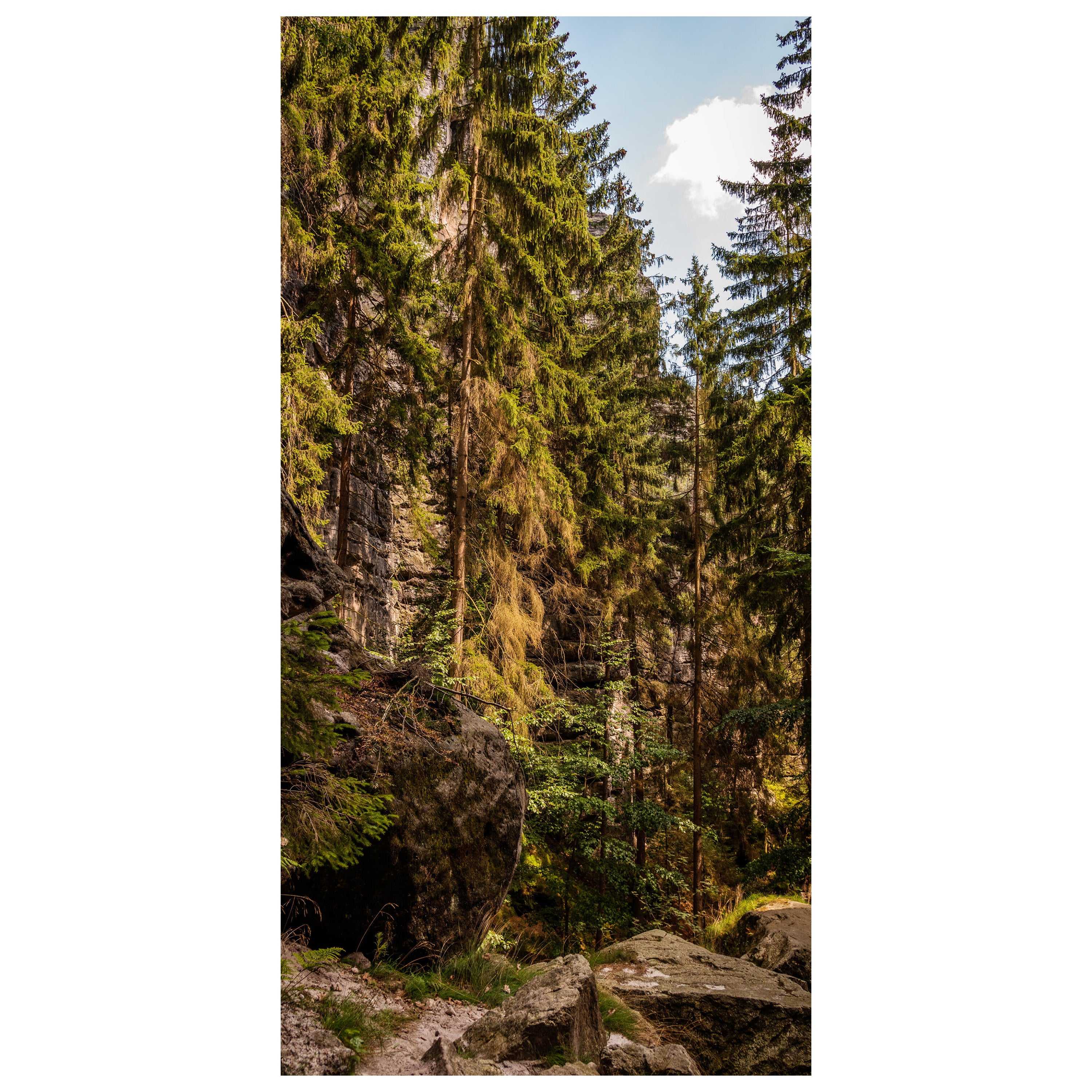 Türtapete Nadelwald & Felsen, Bäume, Wald, Natur M1392 - Bild 2