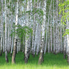 Quadratische Fototapete Birkenhain im Frühling M0005