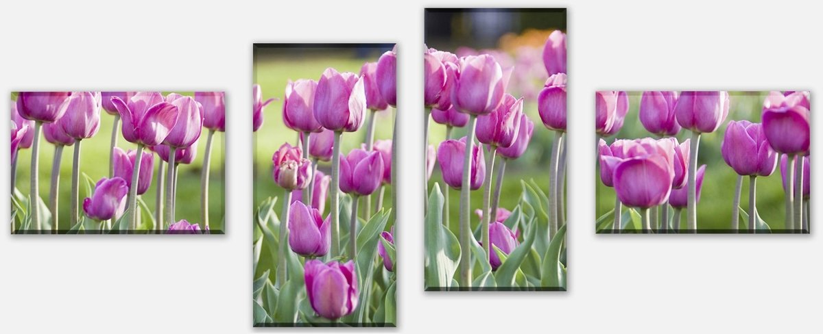 Leinwandbild Mehrteiler Pinke Tulpen M0016