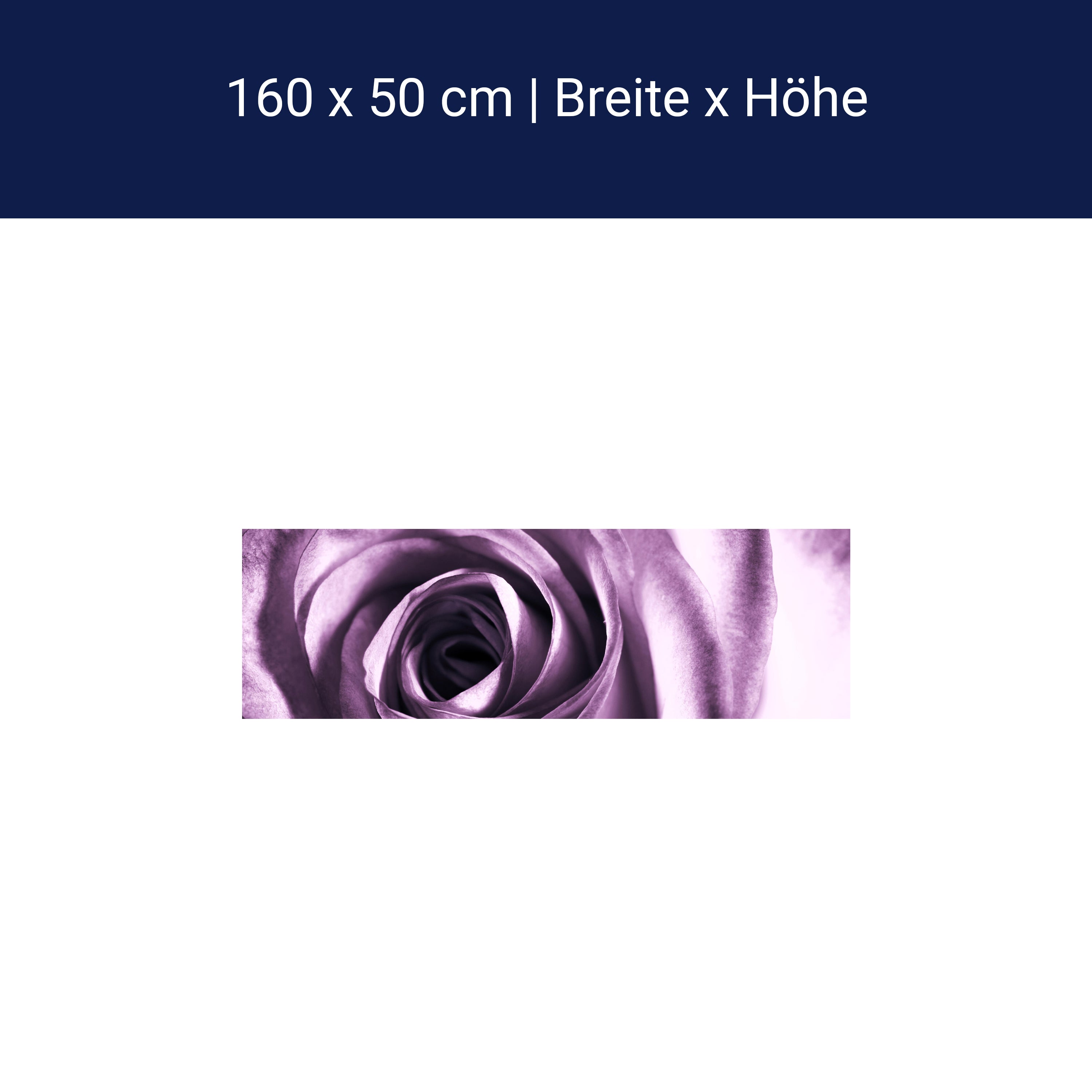 Küchenrückwand violette Rose M0051