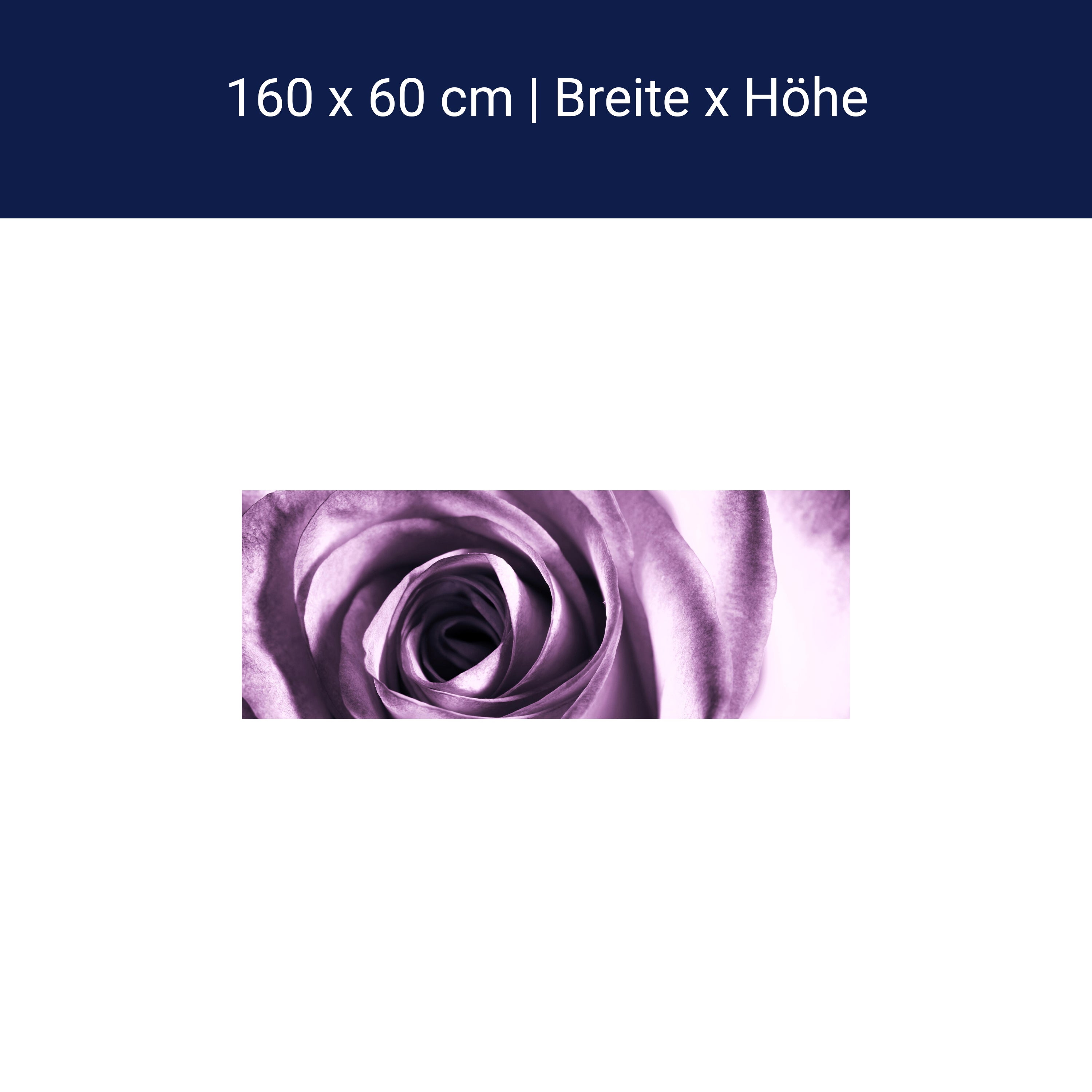 Küchenrückwand violette Rose M0051