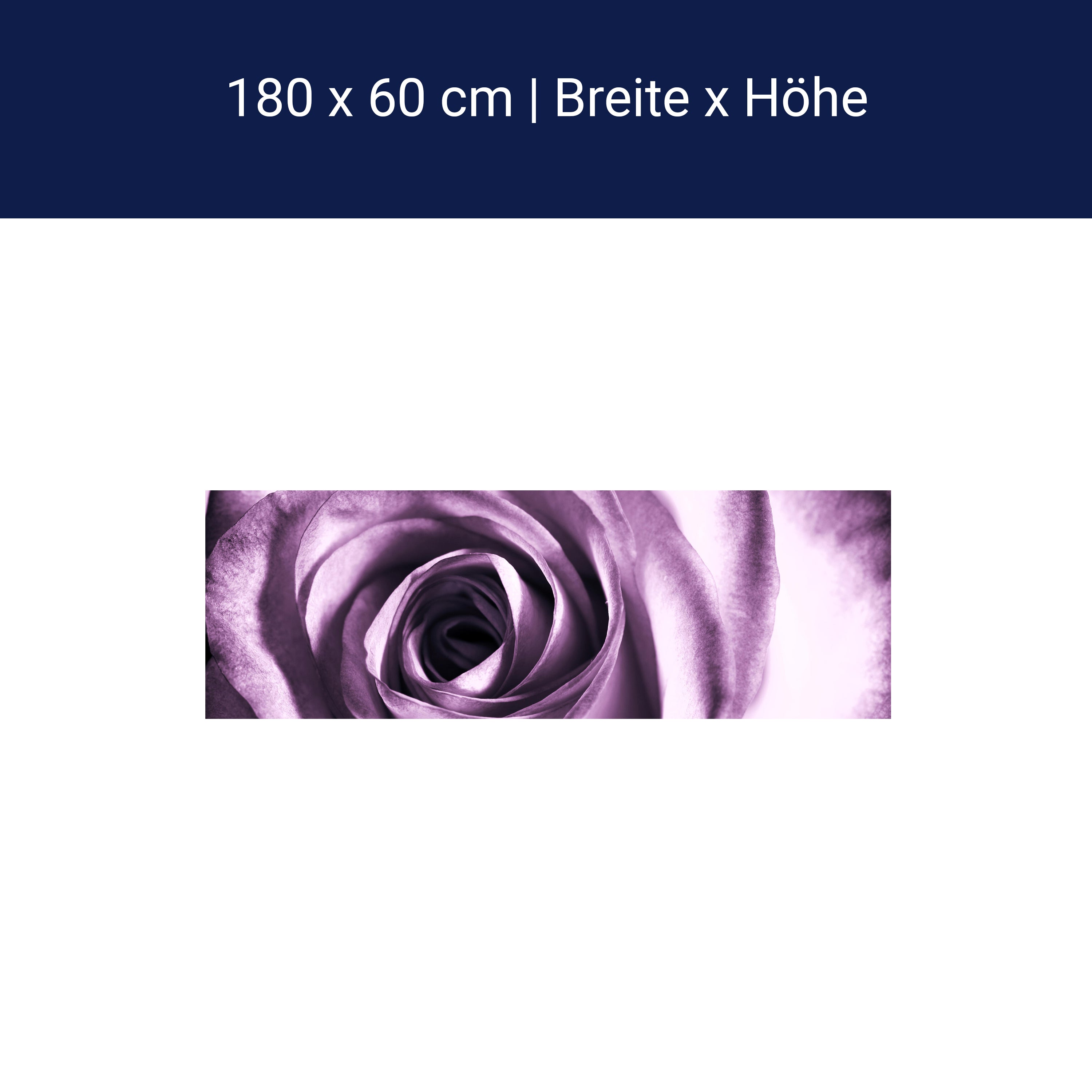 Küchenrückwand violette Rose M0051