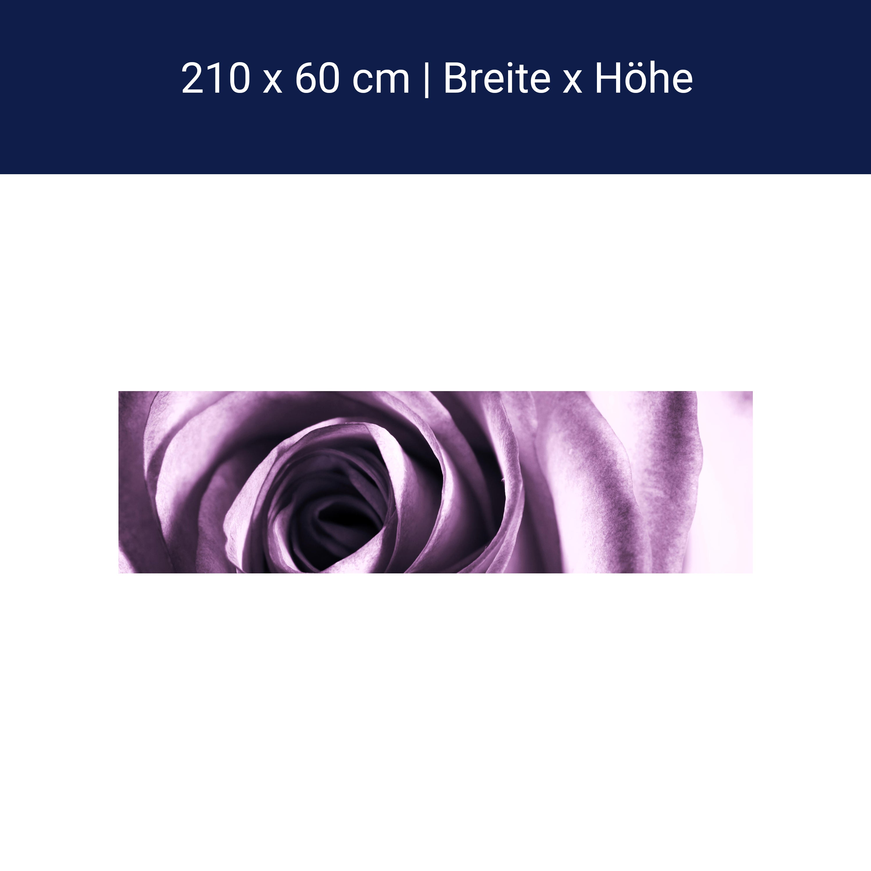 Küchenrückwand violette Rose M0051