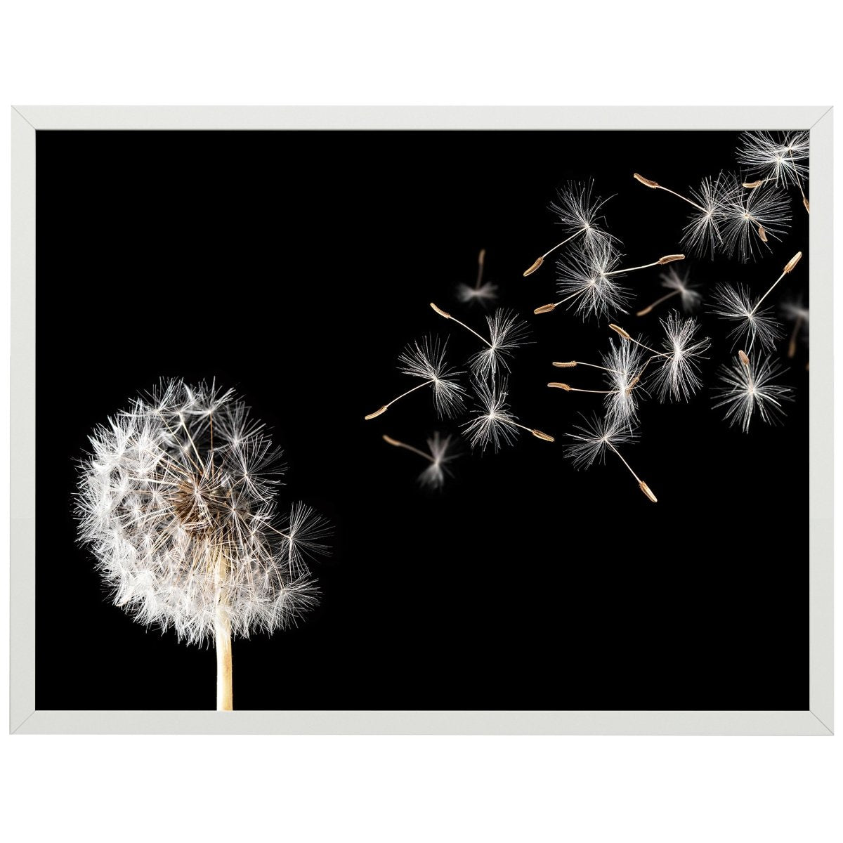 wandmotiv24 Poster, Poster - Pusteblume, Natur, schwarz - M0271 - Bild 1