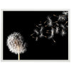 Poster Pusteblume, Natur, Blüte M0271