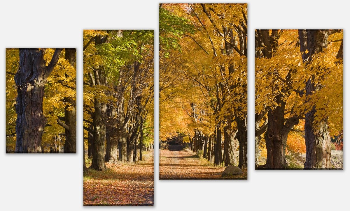 Leinwandbild Mehrteiler Herbstallee M0360