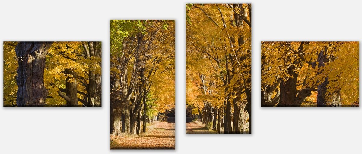 Leinwandbild Mehrteiler Herbstallee M0360