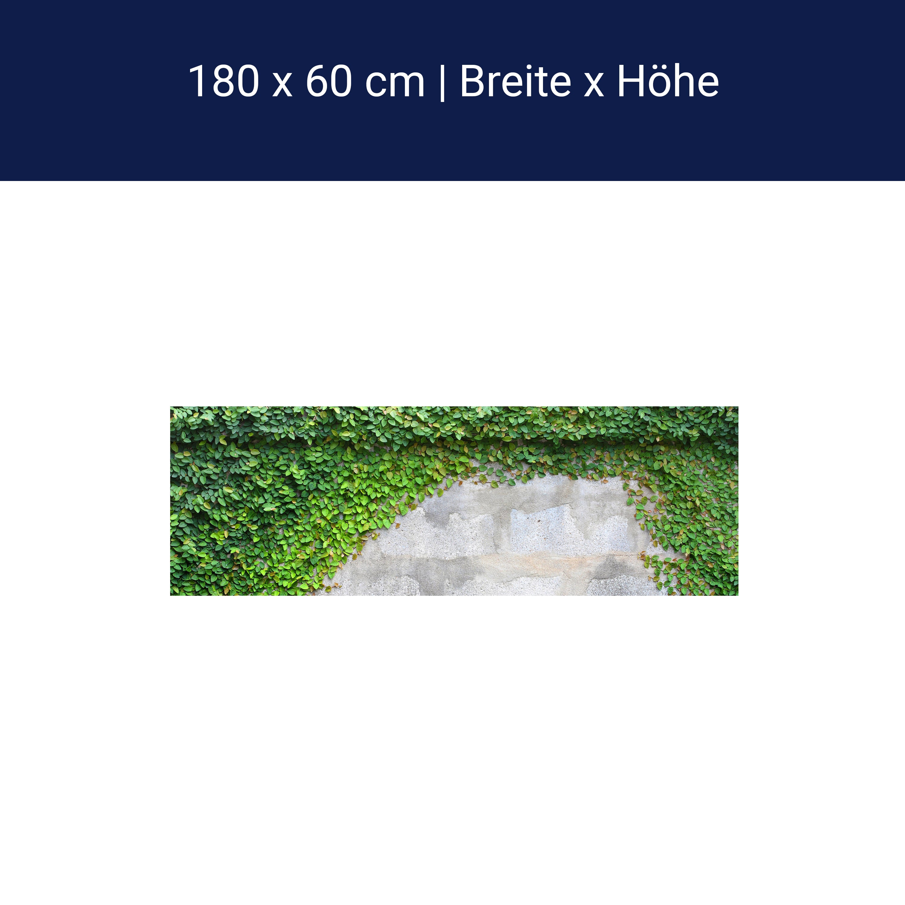 Küchenrückwand Eine Kriechpflanze auf einer Mauer M0937