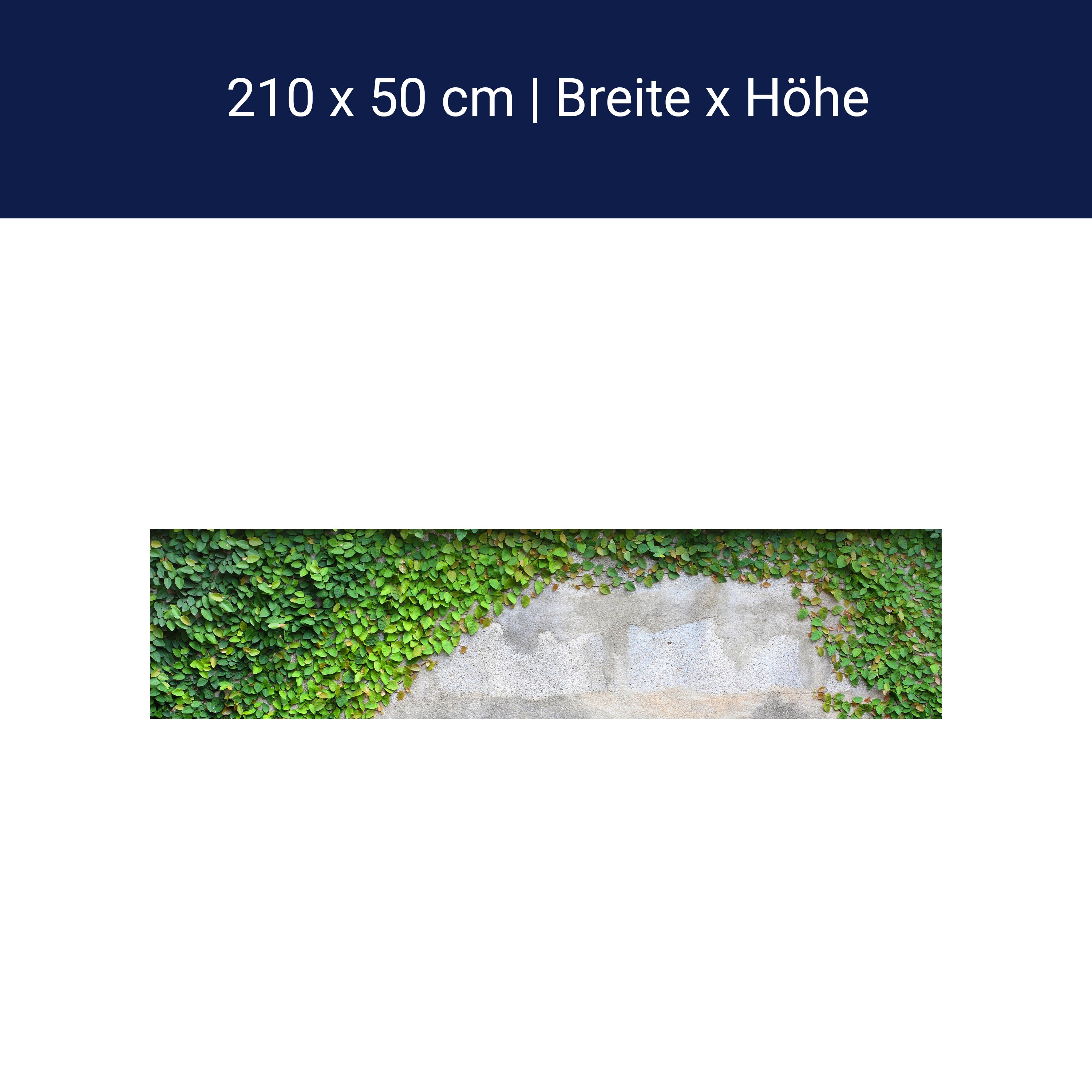 Küchenrückwand Eine Kriechpflanze auf einer Mauer M0937