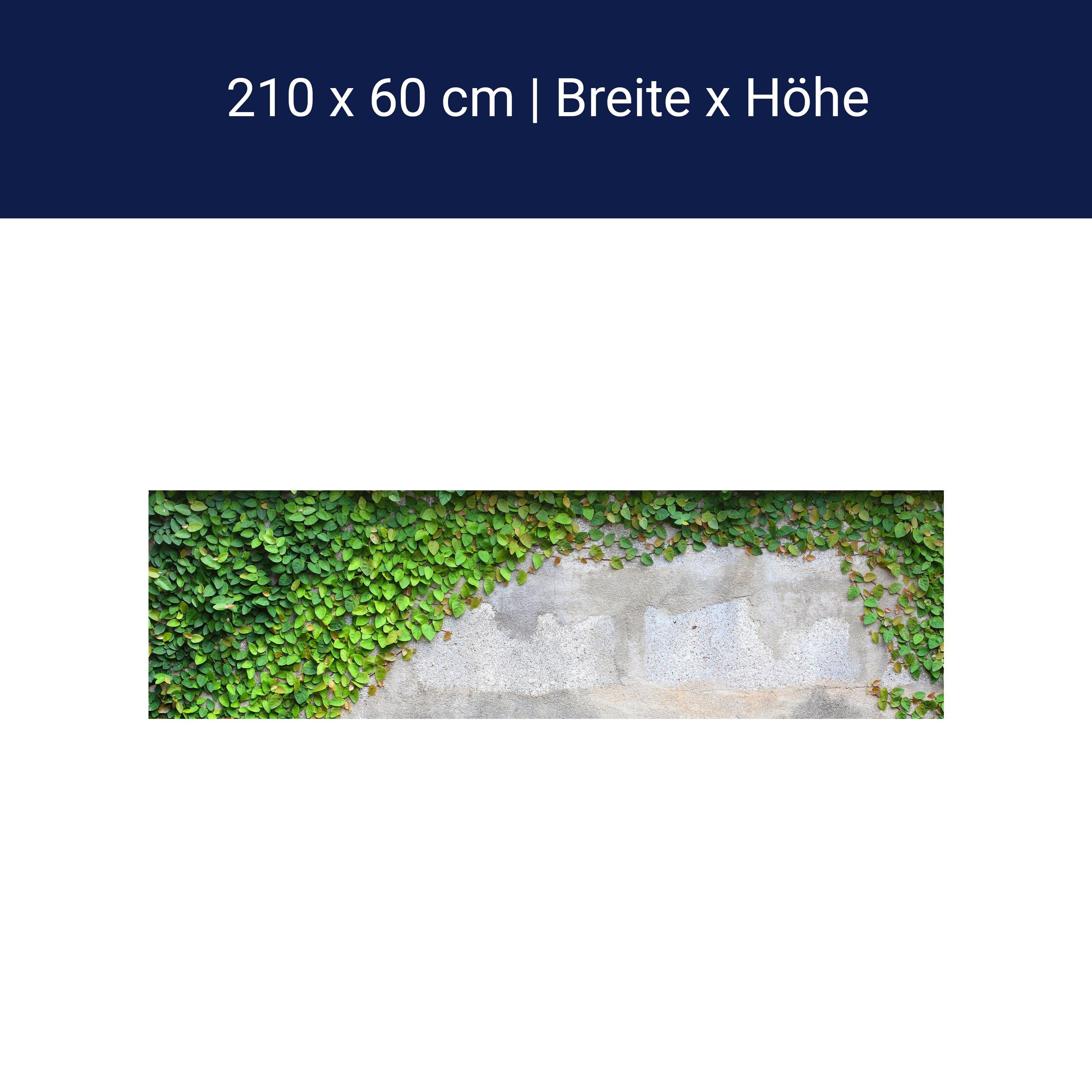 Küchenrückwand Eine Kriechpflanze auf einer Mauer M0937