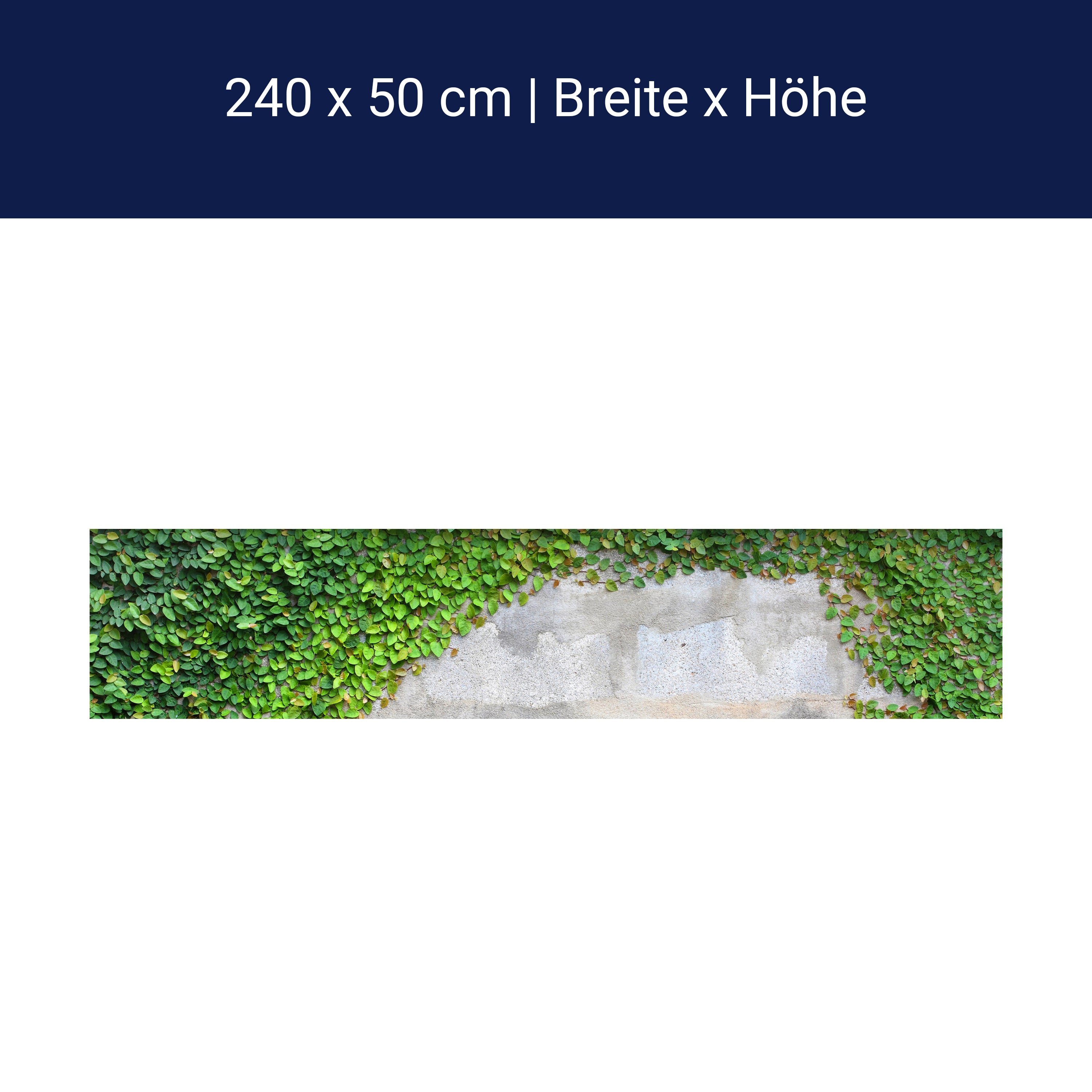 Küchenrückwand Eine Kriechpflanze auf einer Mauer M0937