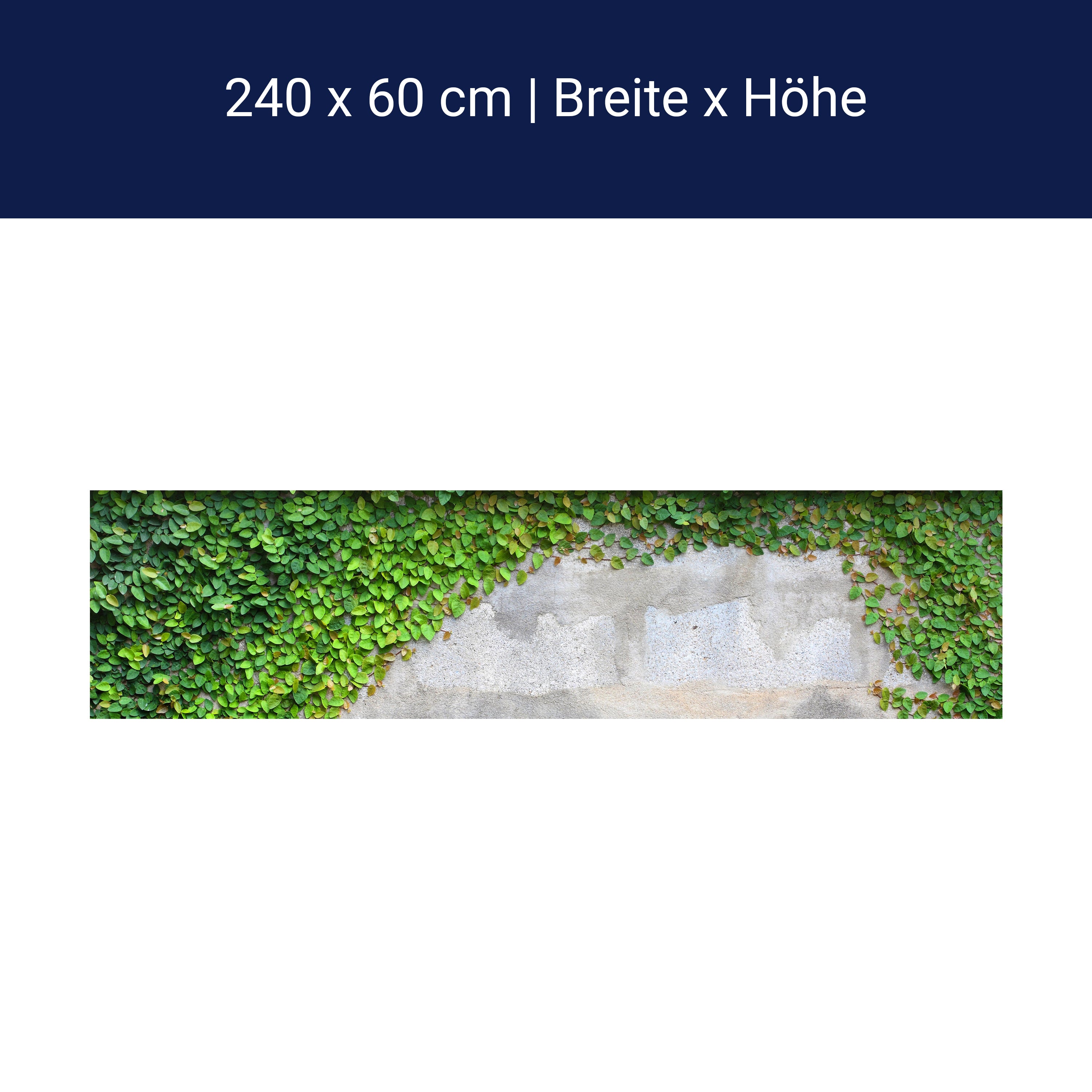 Küchenrückwand Eine Kriechpflanze auf einer Mauer M0937