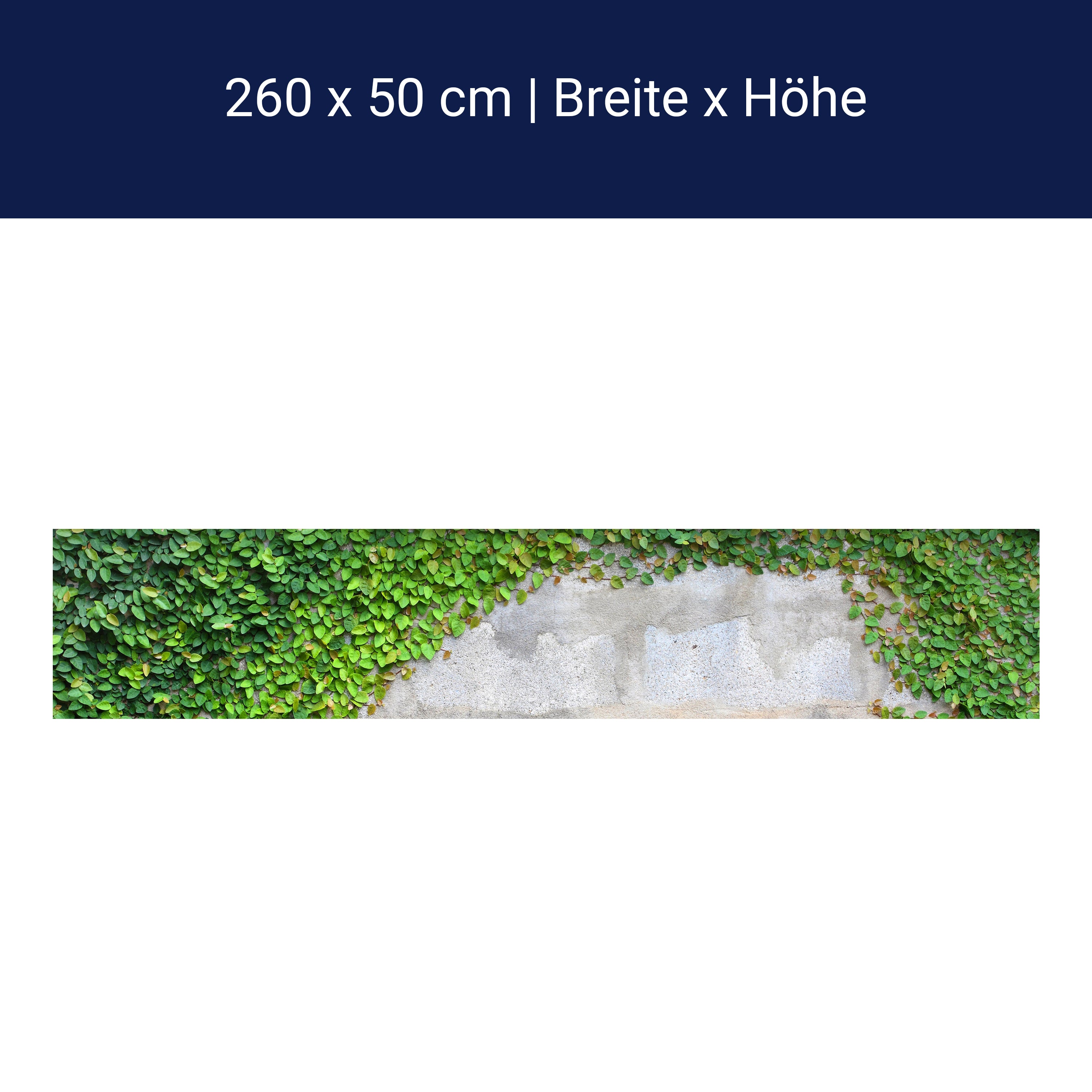 Küchenrückwand Eine Kriechpflanze auf einer Mauer M0937