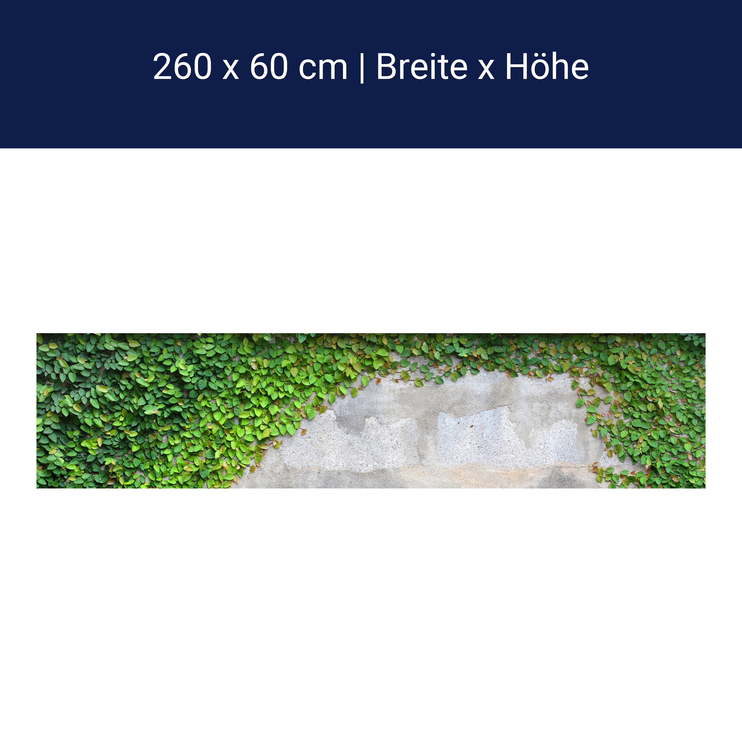 Küchenrückwand Eine Kriechpflanze auf einer Mauer M0937