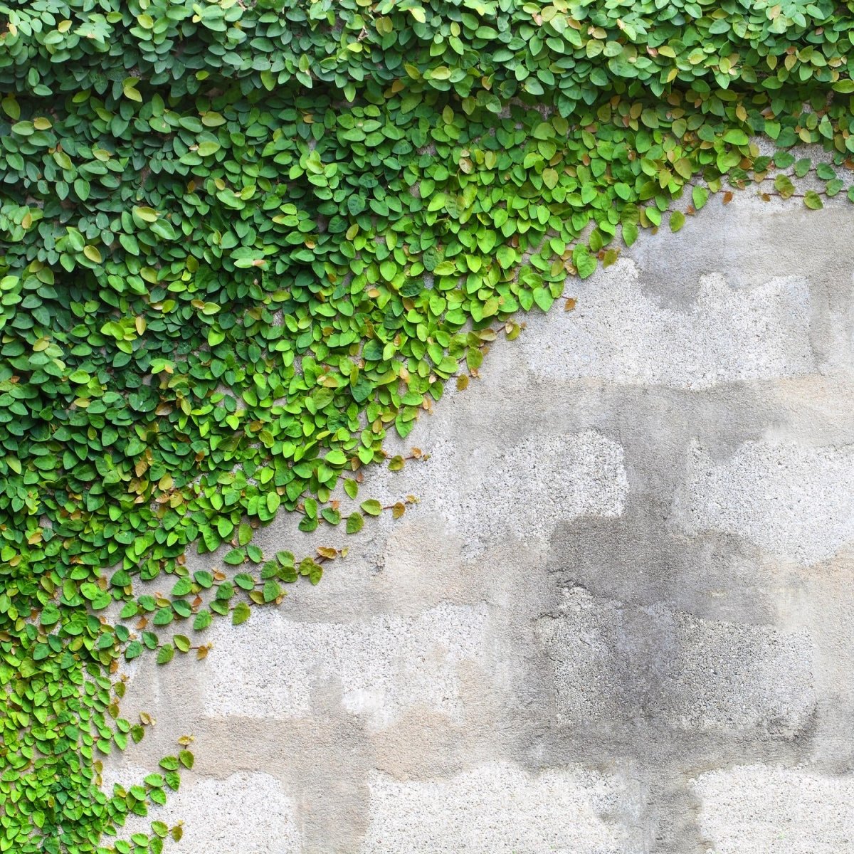 Beistelltisch Eine Kriechpflanze auf einer Mauer M0937 entdecken - Bild 2