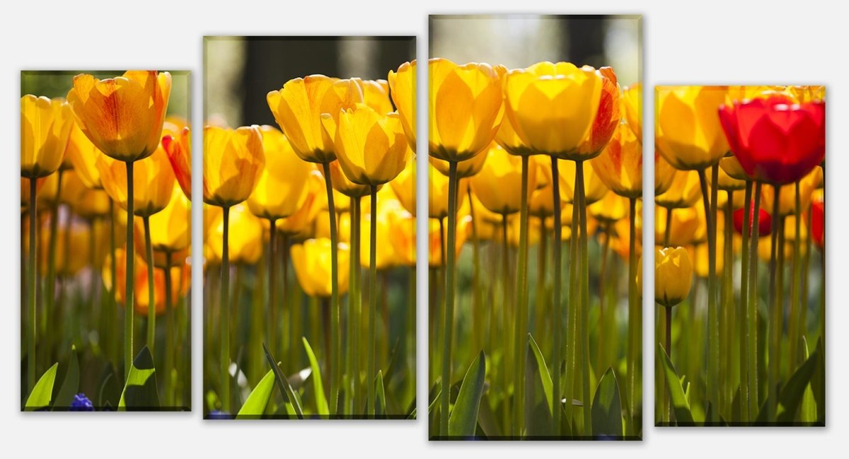 Leinwandbild Mehrteiler Tulpen im Garten M1030