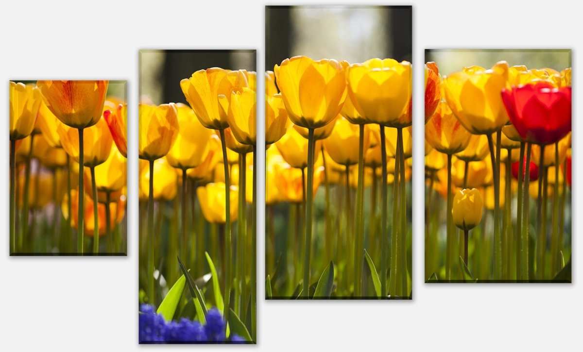 Leinwandbild Mehrteiler Tulpen im Garten M1030
