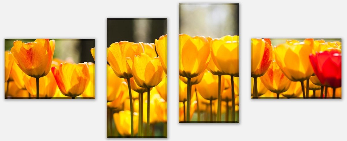 Leinwandbild Mehrteiler Tulpen im Garten M1030