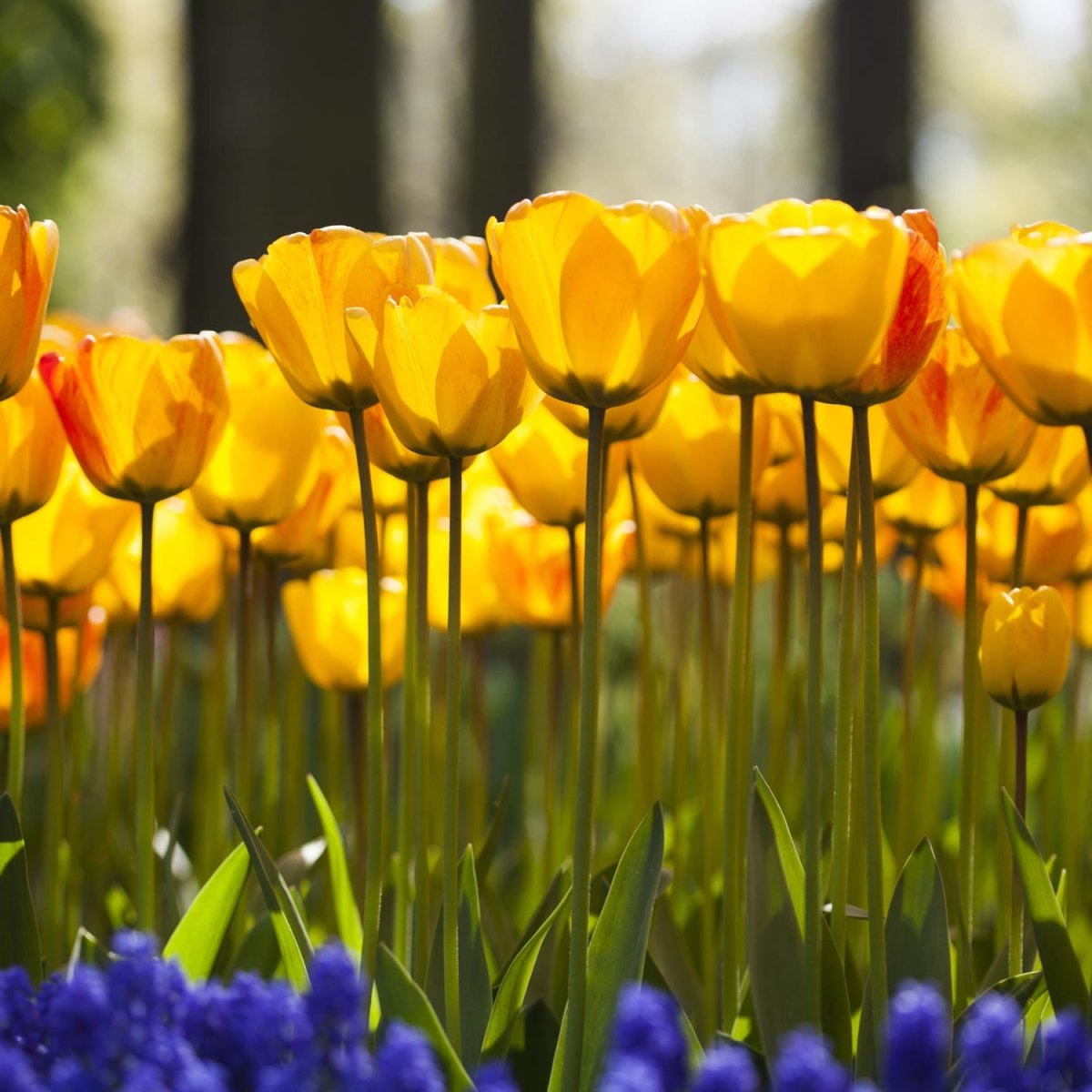 Beistelltisch Tulpen im Garten M1030 entdecken - Bild 2