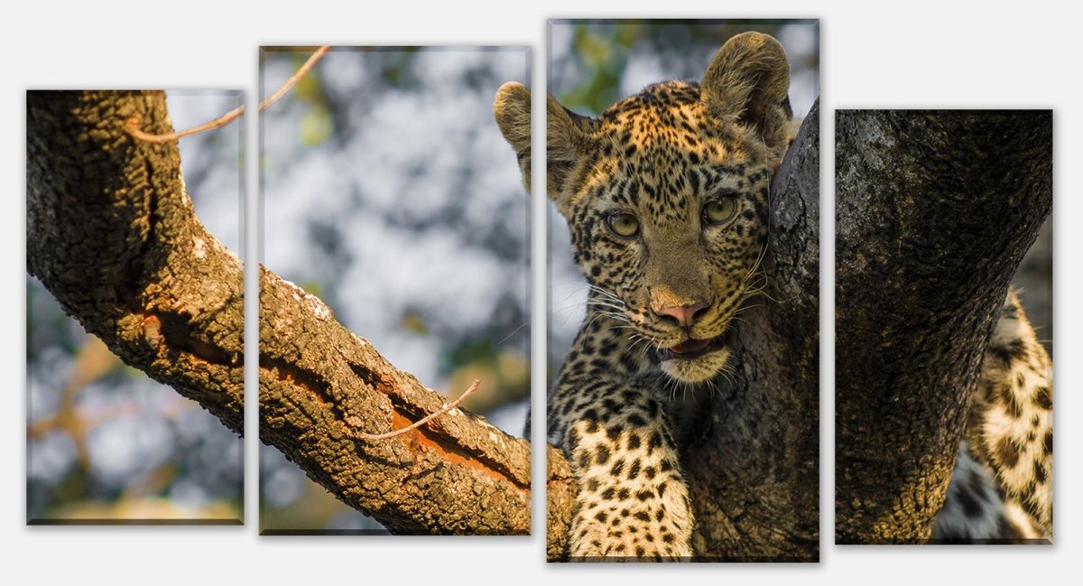 Leinwandbild Mehrteiler Leopard in Südafrika M1032