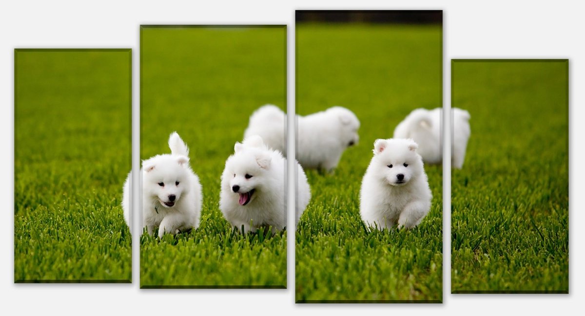 Leinwandbild Mehrteiler Samojedenhund M1043