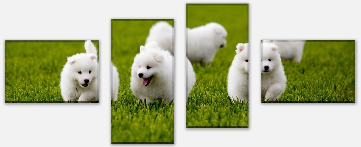 Leinwandbild Mehrteiler Samojedenhund M1043